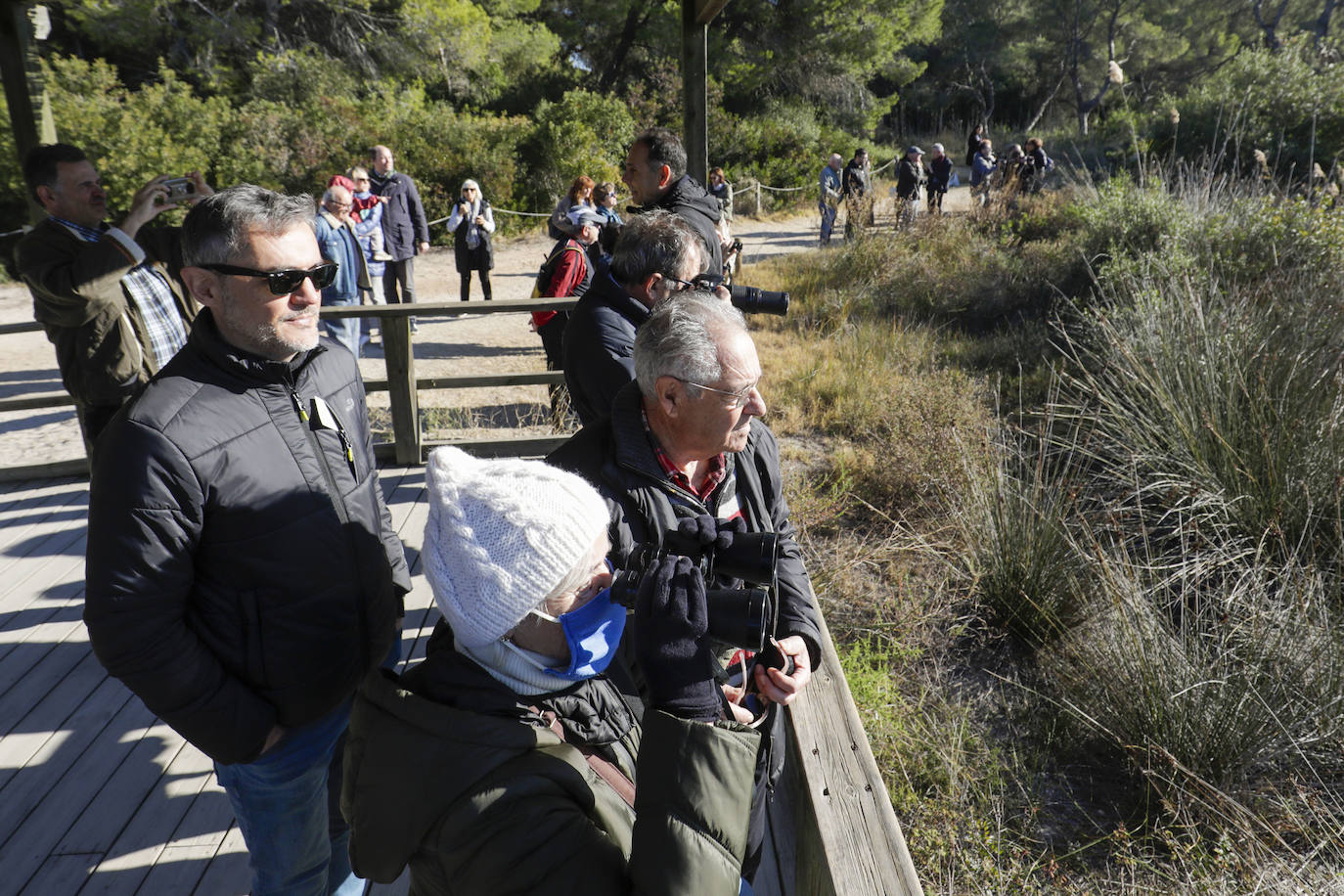 La Albufera se llena de visitantes para ver a los flamencos