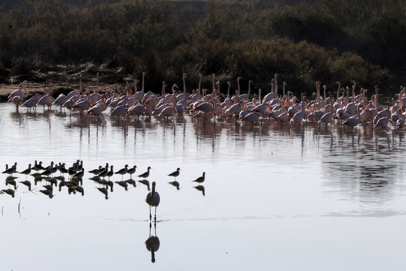 La Albufera se llena de visitantes para ver a los flamencos