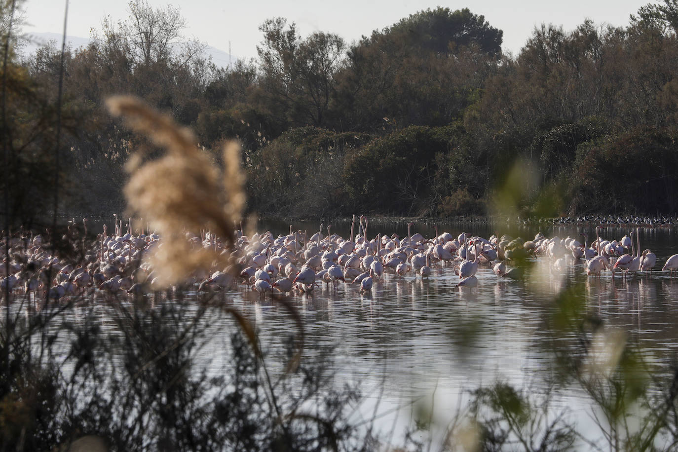 La Albufera se llena de visitantes para ver a los flamencos