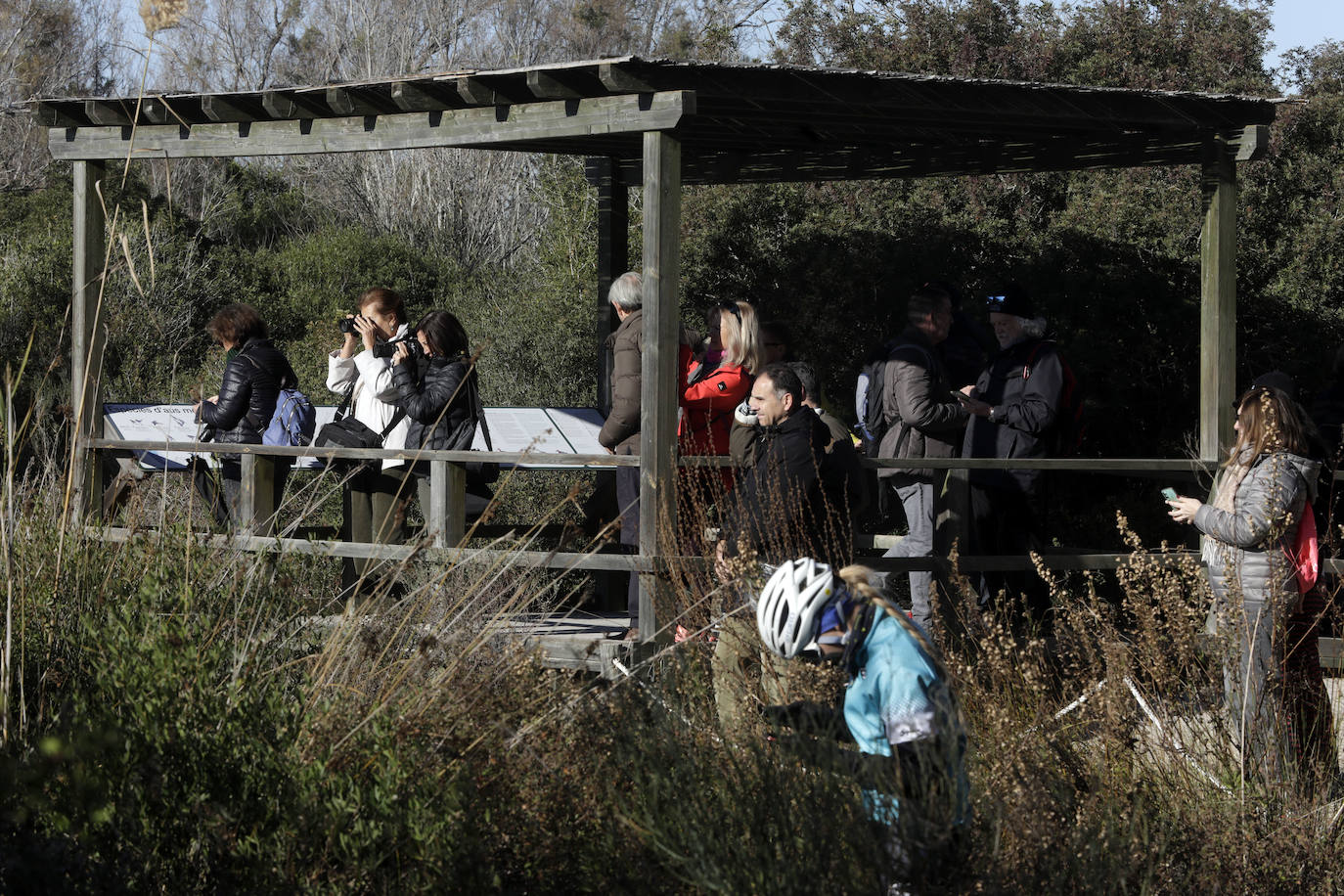 La Albufera se llena de visitantes para ver a los flamencos