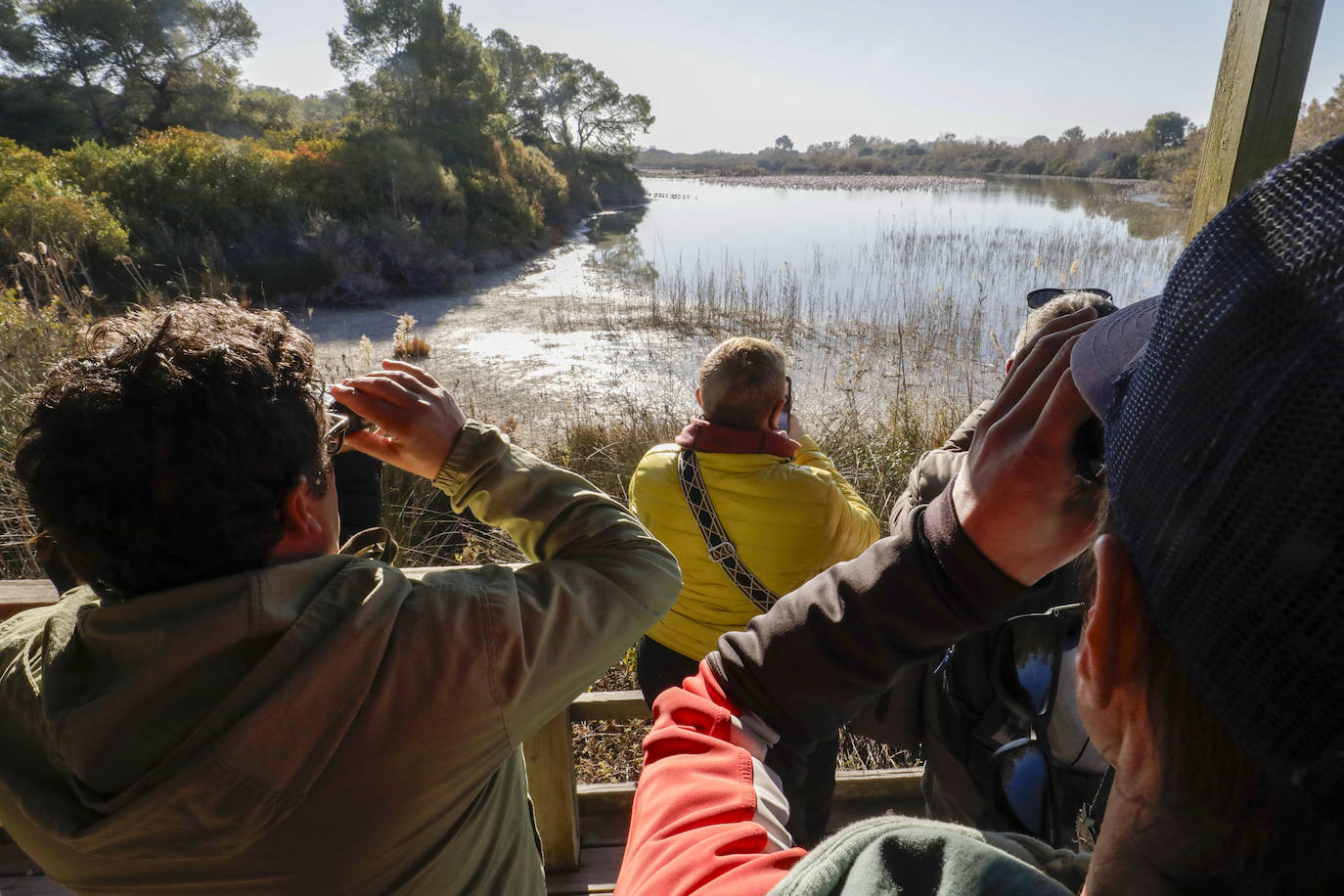 La Albufera se llena de visitantes para ver a los flamencos