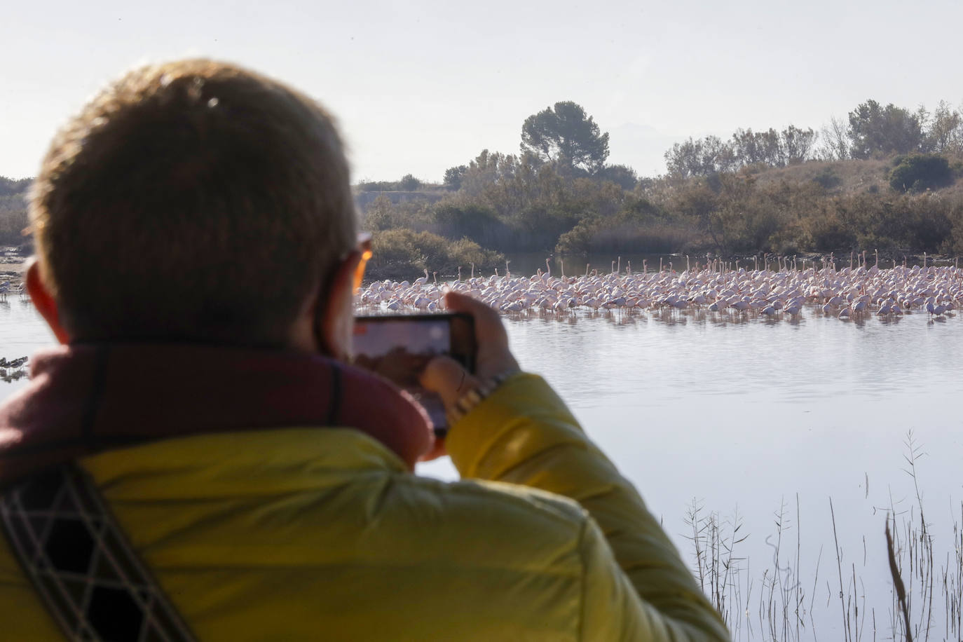 La Albufera se llena de visitantes para ver a los flamencos