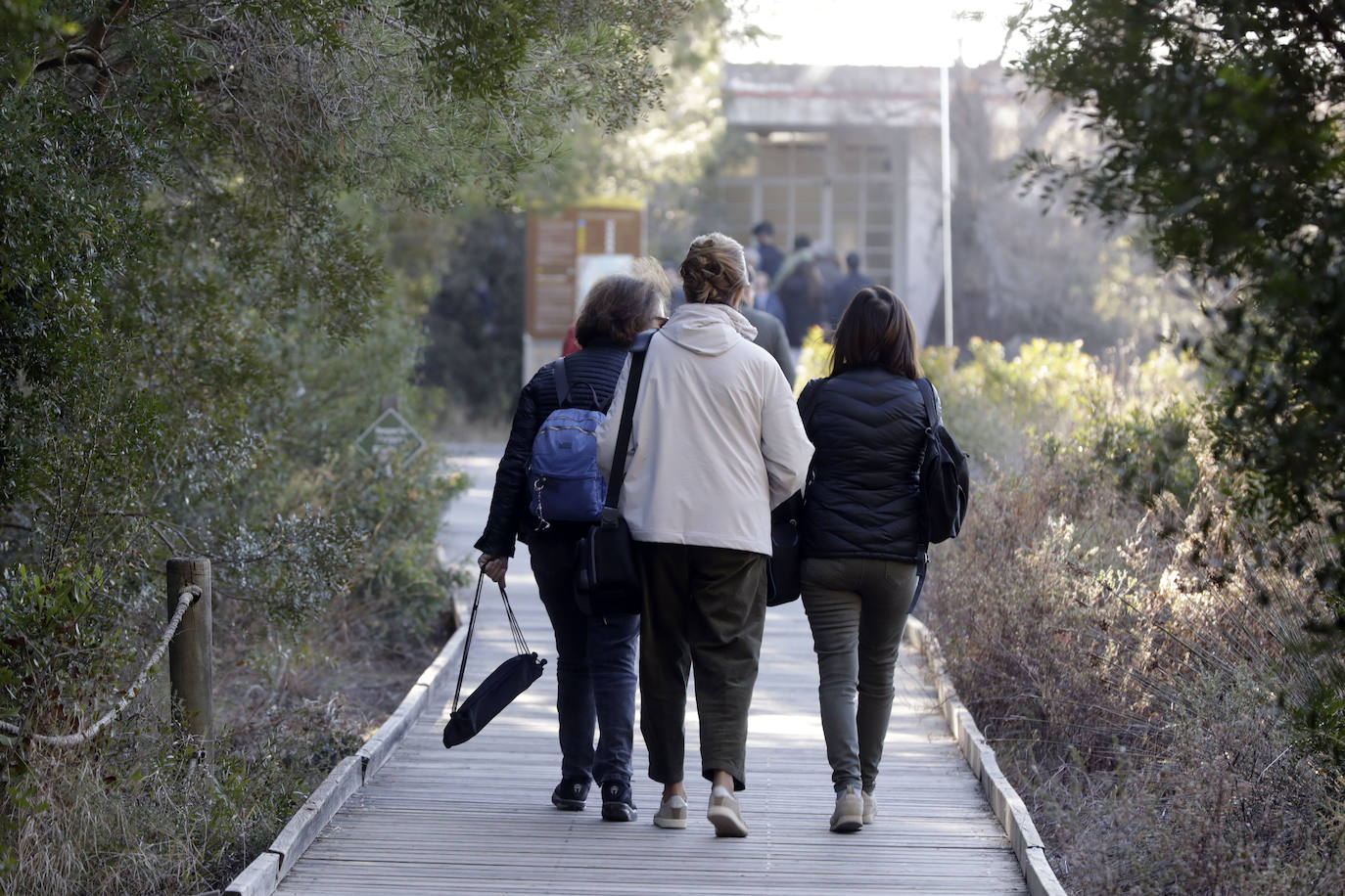 La Albufera se llena de visitantes para ver a los flamencos