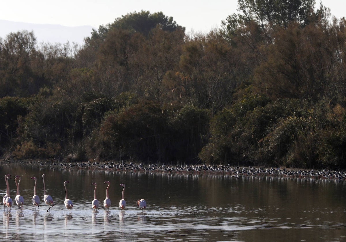 Una colonia de flamencos en el parque.