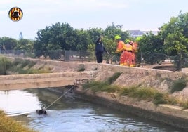 Los bomberos estiran del jabalí con una cuerda para evitar que se ahogue en el canal.