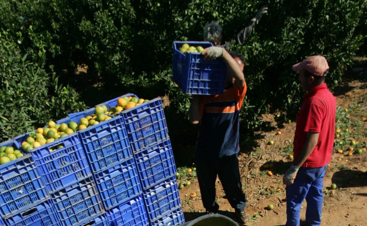 Recolectores de naranja durante la campaña. 