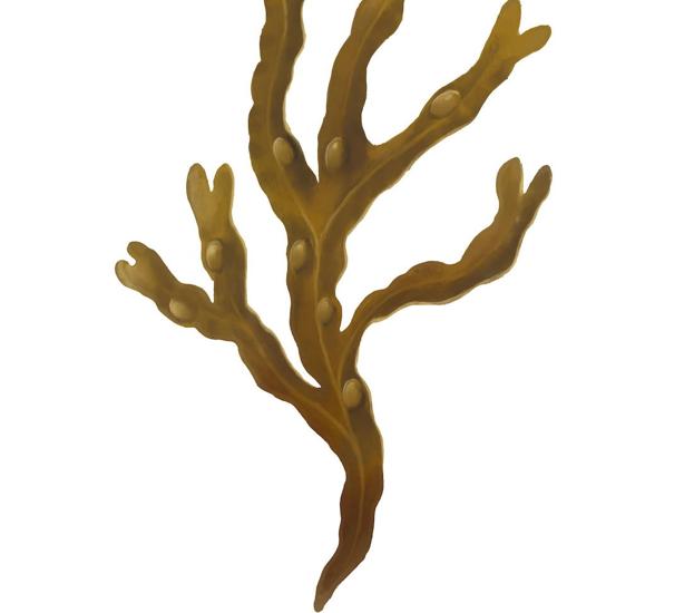 Alga fucus.