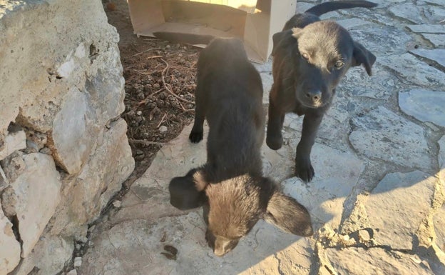 Dos de los cachorros rescatados en Sollana. 