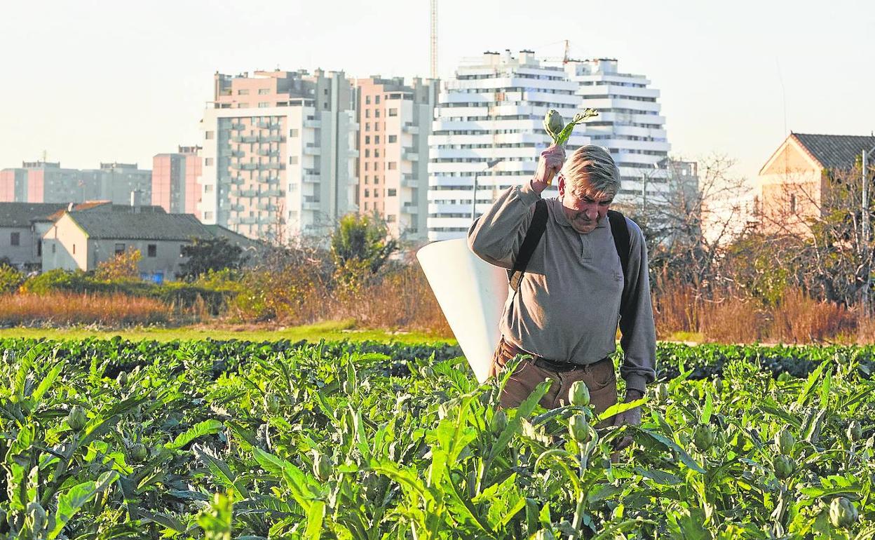 Un agricultor en la Horta Sud, en su campo de alcachofas. 