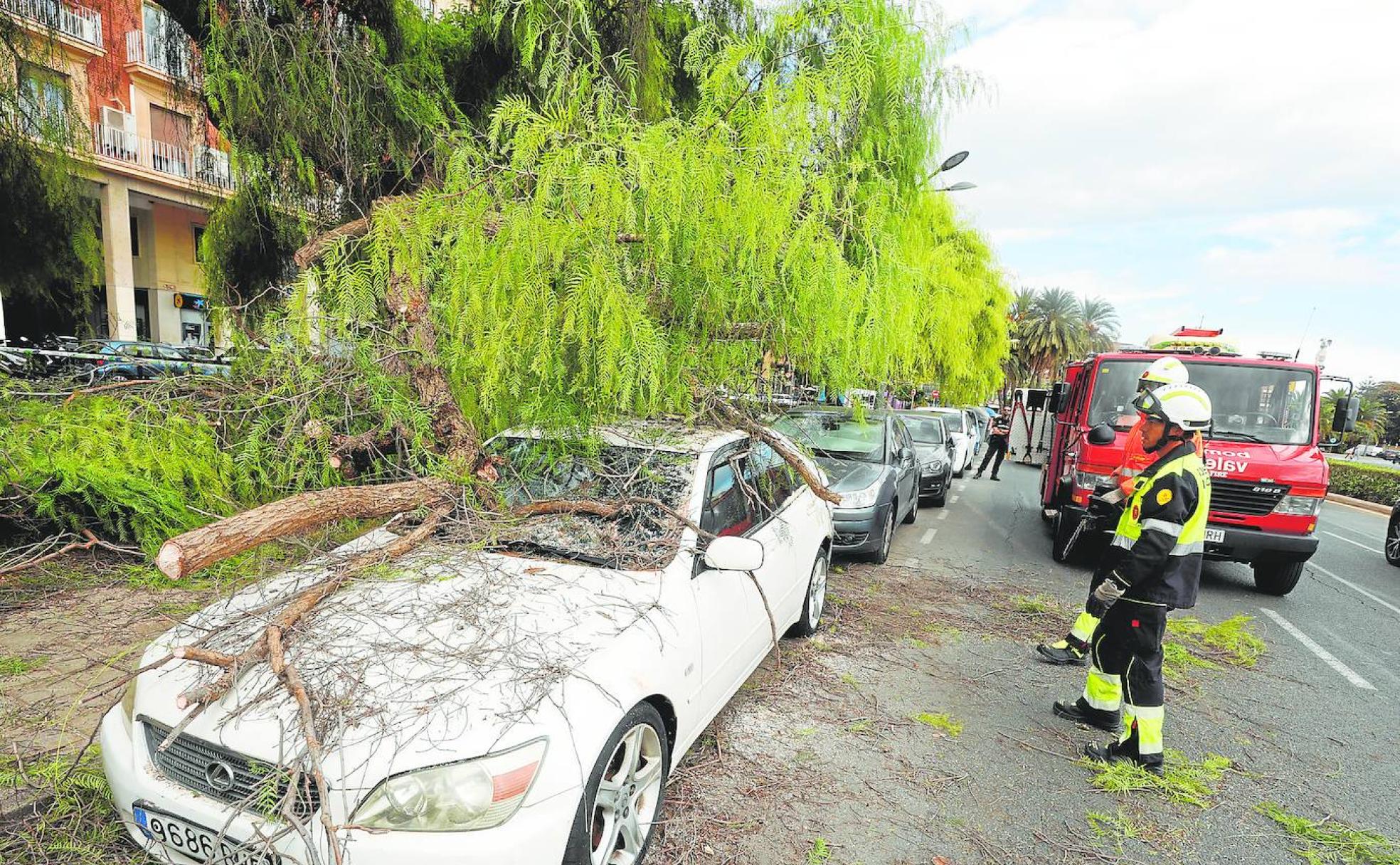 Bomberos retiran una rama caída sobre un coche en la calle J. J. Dómine de Valencia. 