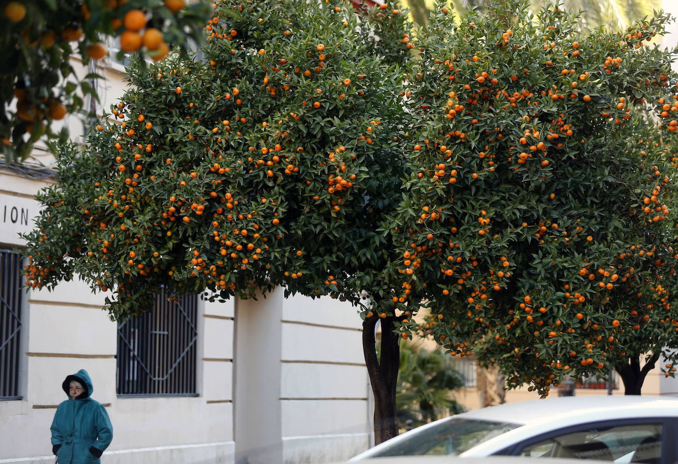 Un árbol plagado de fruto en una calle de Valencia. 