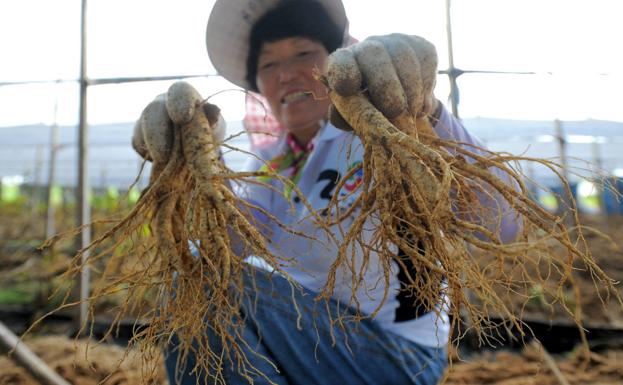 Una mujer recolecta ginseng blanco en Corea del Sur.