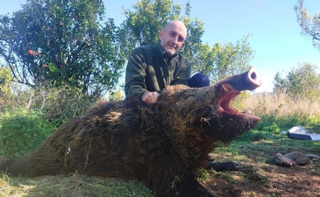 Cazan al jabalí de 120 kilos que atemorizaba Villalonga y atacó a tres perros de los vecinos