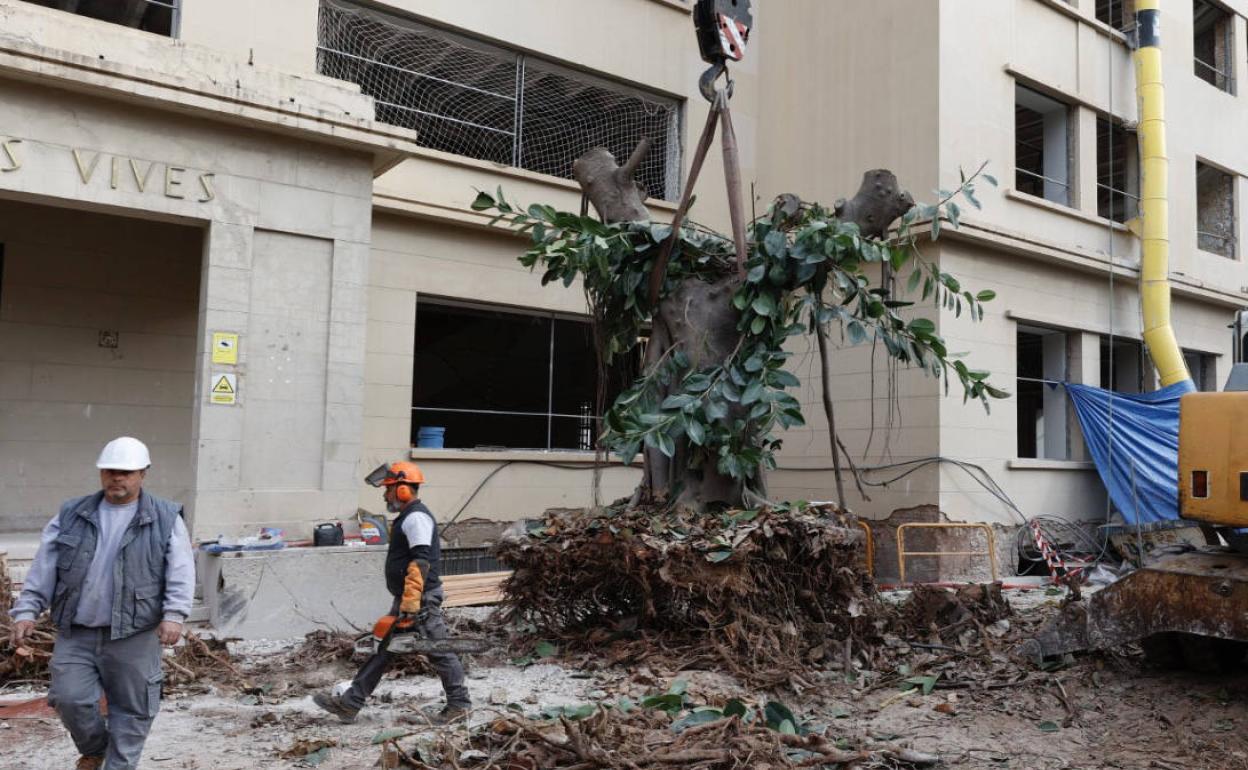 Uno de los ficus, convenientemente podado, a punto de ser levantado. 