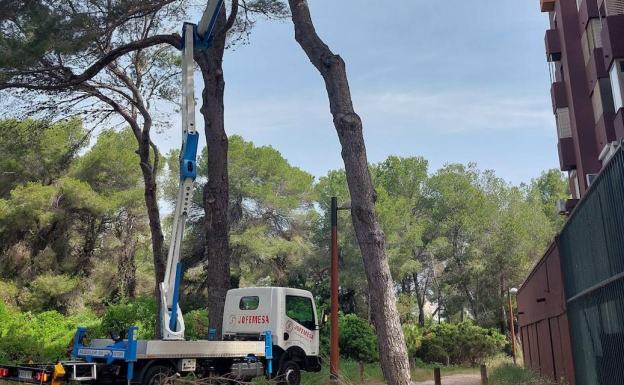 Poda de árboles, en la Devesa de El Saler. 