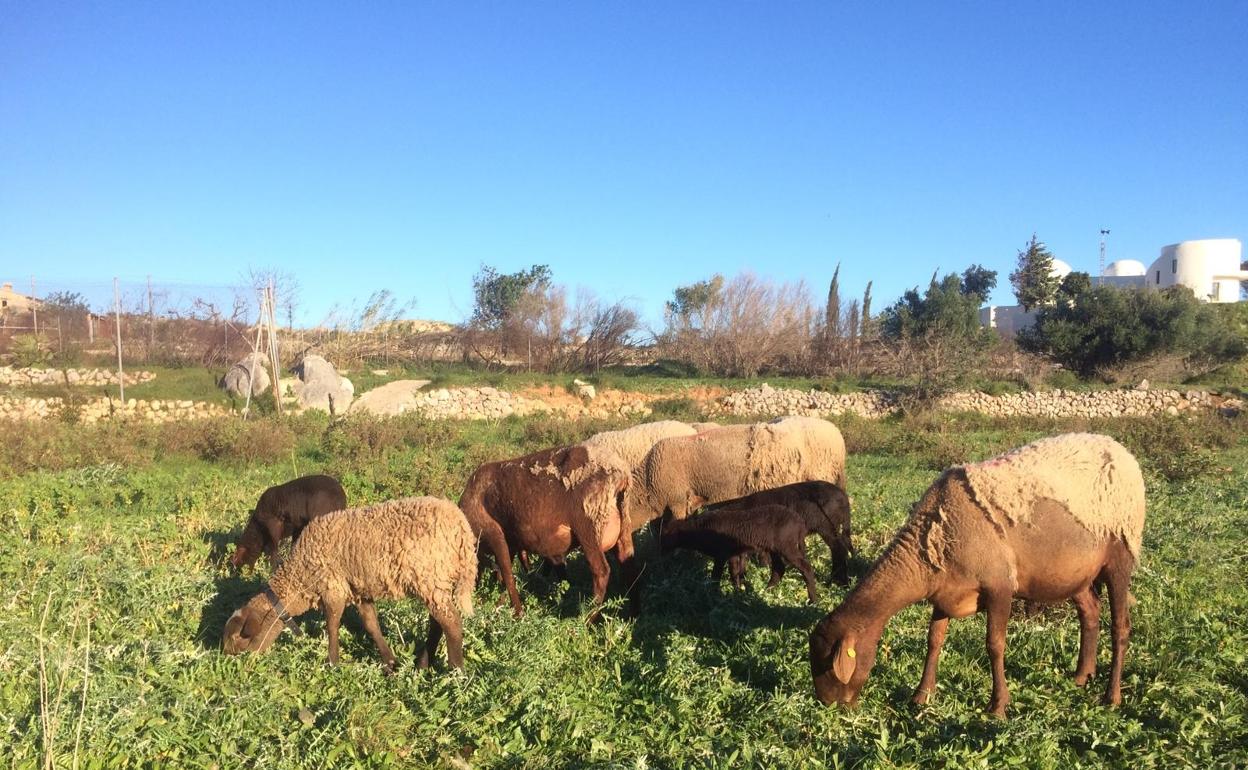 El rebaño de ovejas que fue atacado el pasado domingo  en un día de pasto anterior a los hechos. 