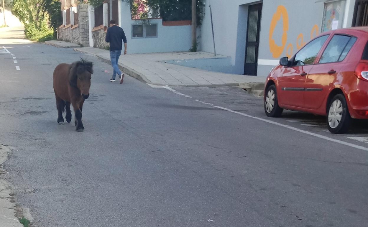 Un caballo pasea solo por el barrio. 