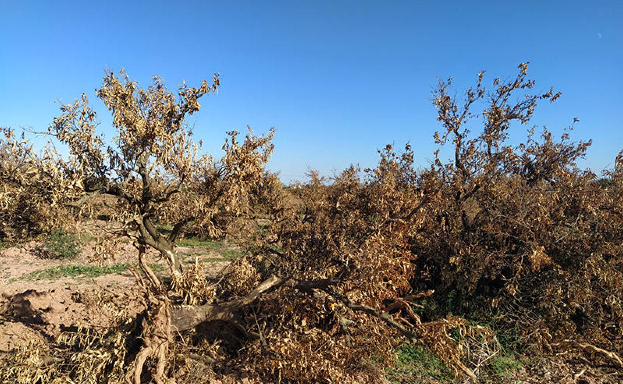 Venta de tierras en la Comunitat Valenciana | Una de cada tres hectáreas abandonadas en España es valenciana