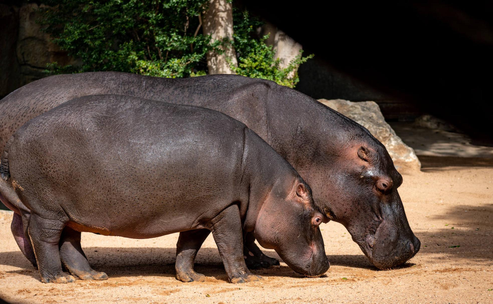 Los dos hipopótamos, en el Bioparc. 