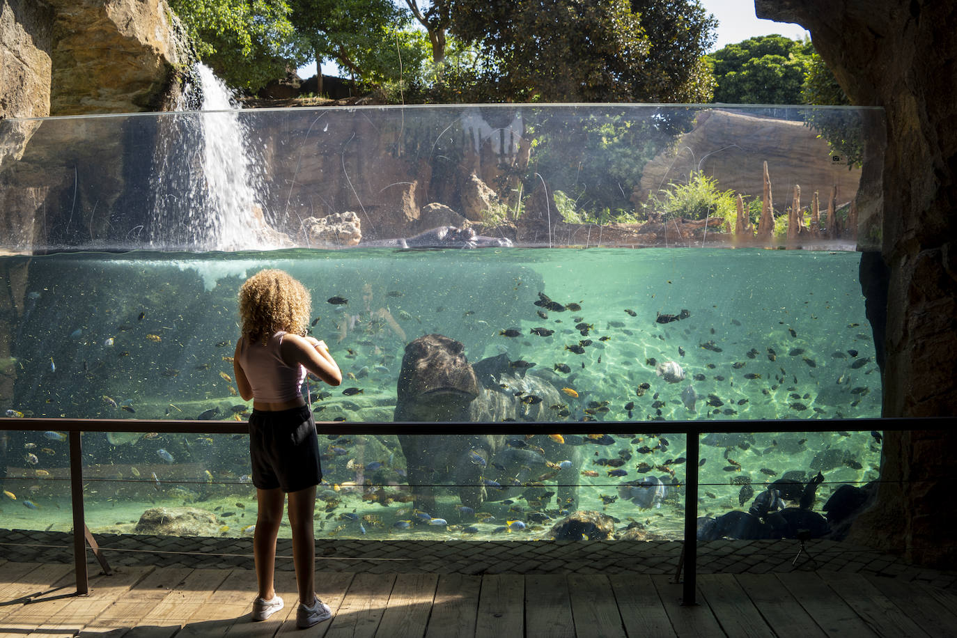 Fotos: Así es la casa de los hipopótamos del Bioparc