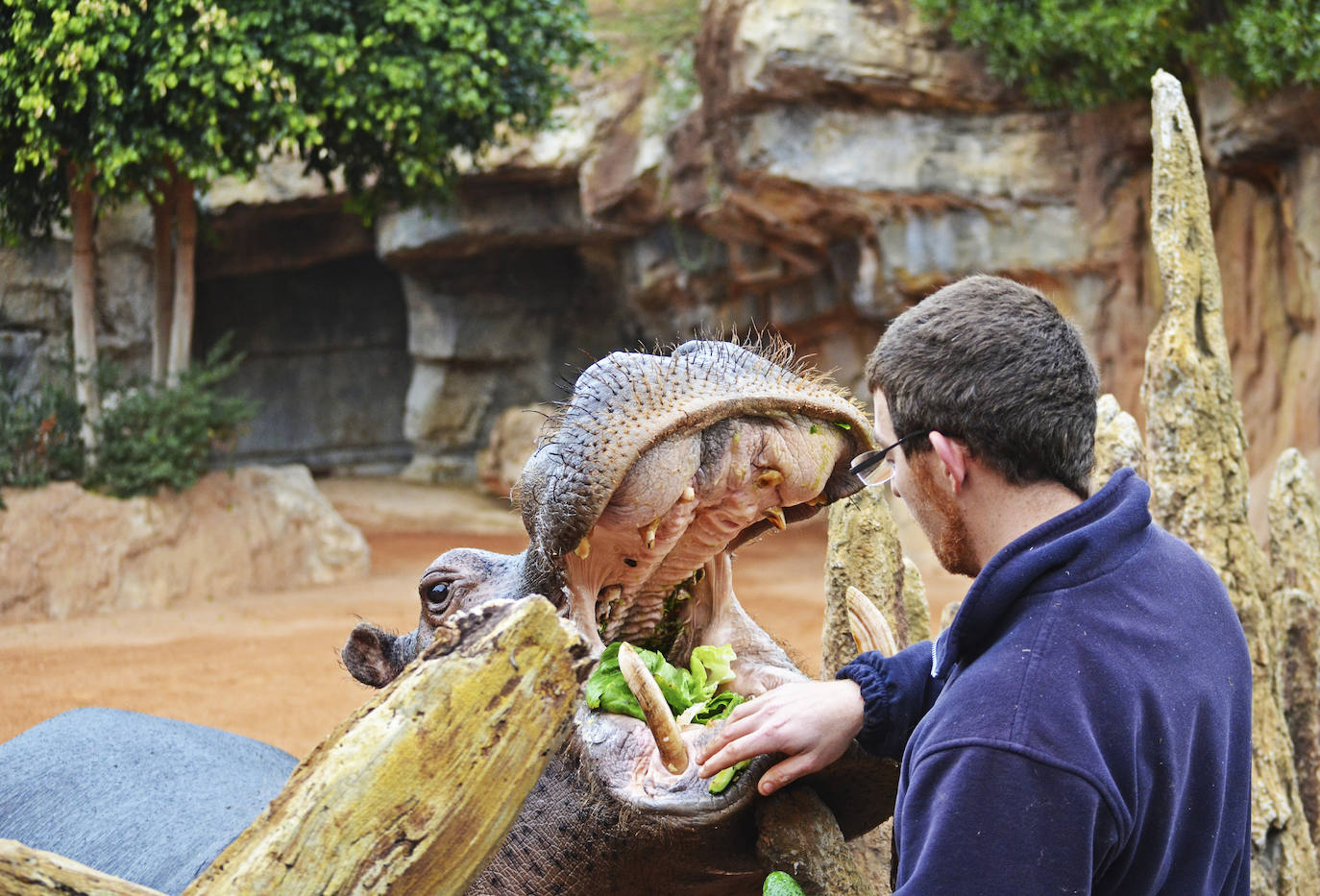 Fotos: Así es la casa de los hipopótamos del Bioparc