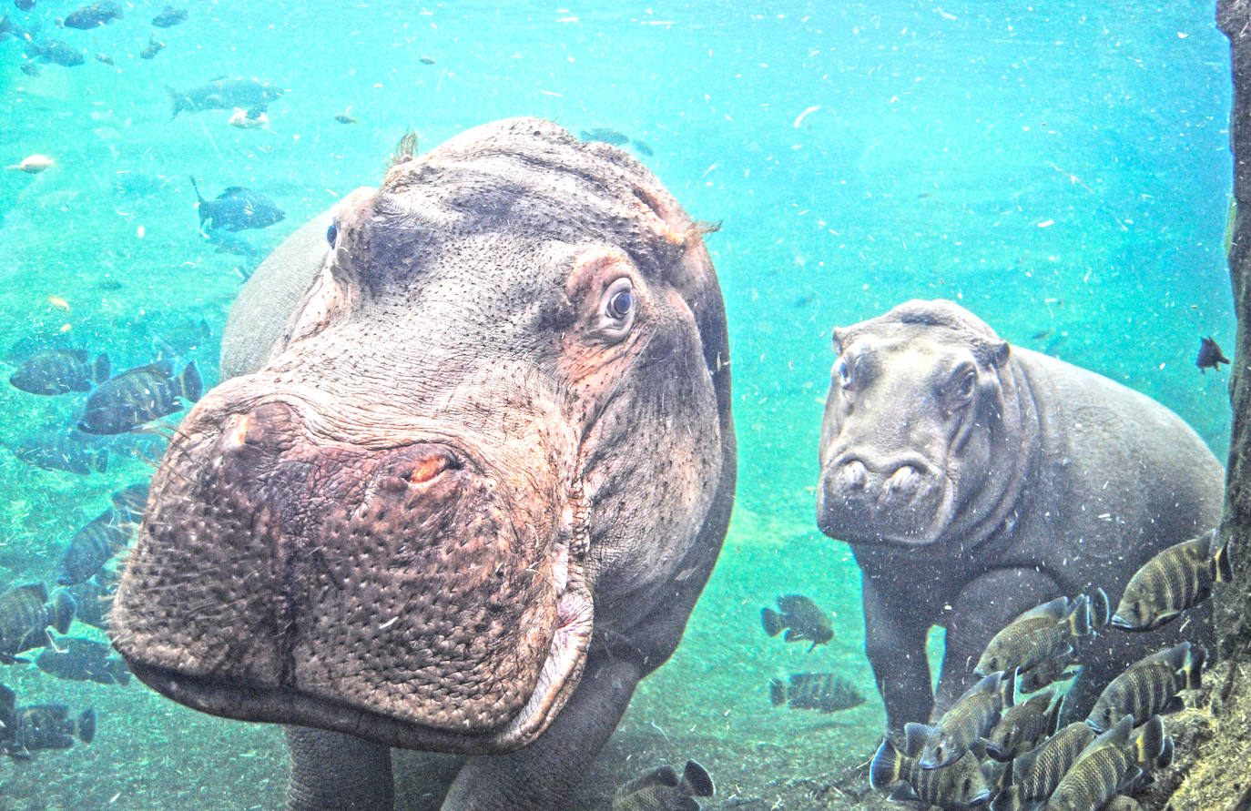 Fotos: Así es la casa de los hipopótamos del Bioparc