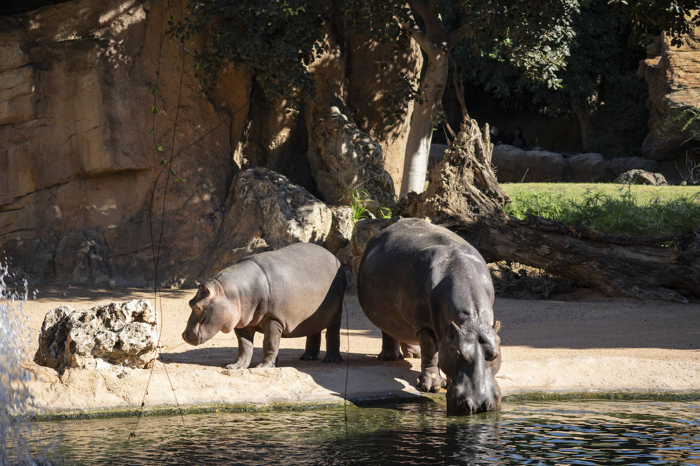 Fotos: Así es la casa de los hipopótamos del Bioparc