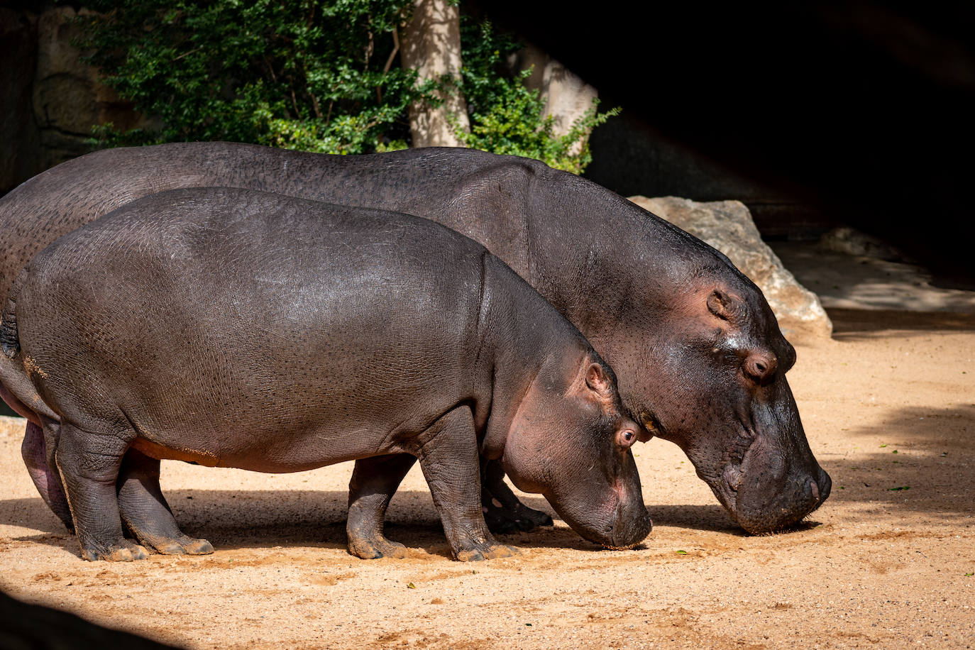 Fotos: Así es la casa de los hipopótamos del Bioparc