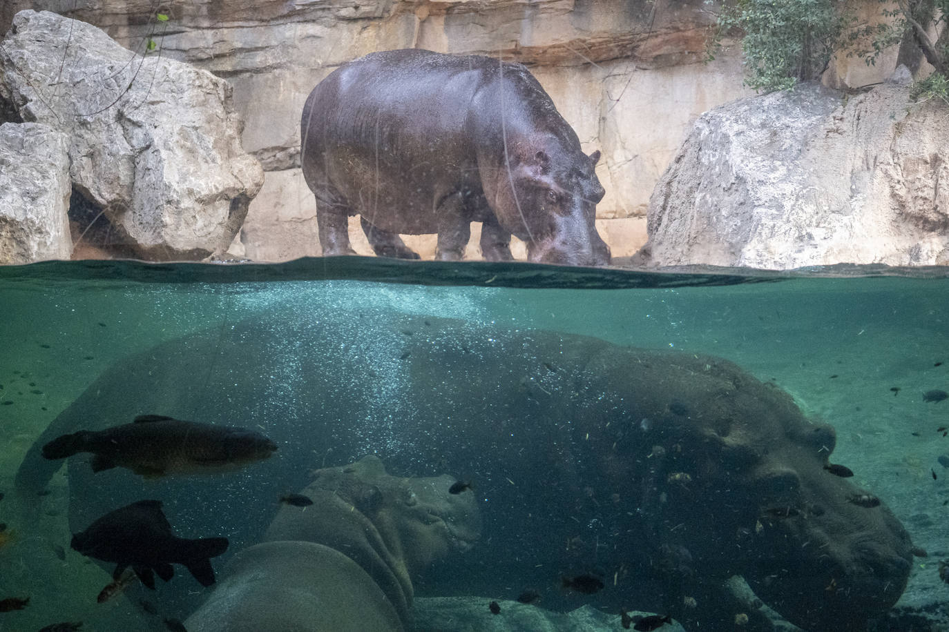 Fotos: Así es la casa de los hipopótamos del Bioparc