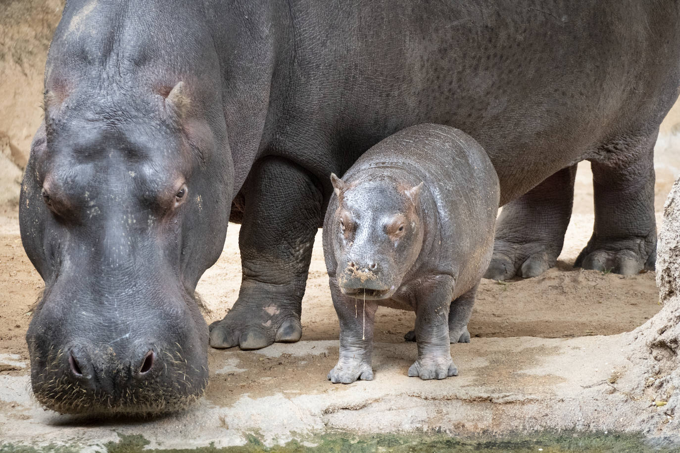 Fotos: Así es la casa de los hipopótamos del Bioparc