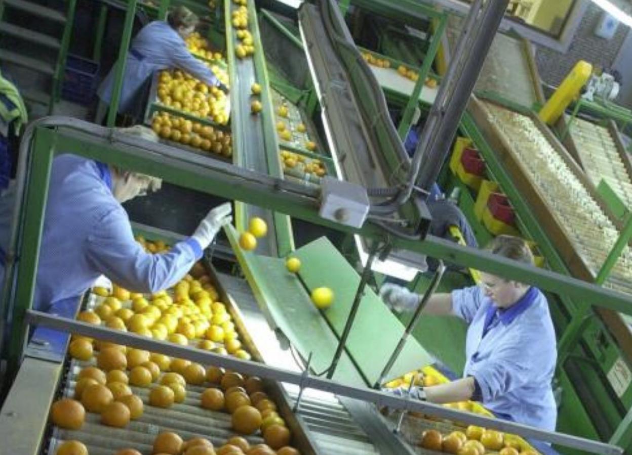 Trabajadoras de un almacén de cítricos en una línea de selección y envasado de naranjas. 