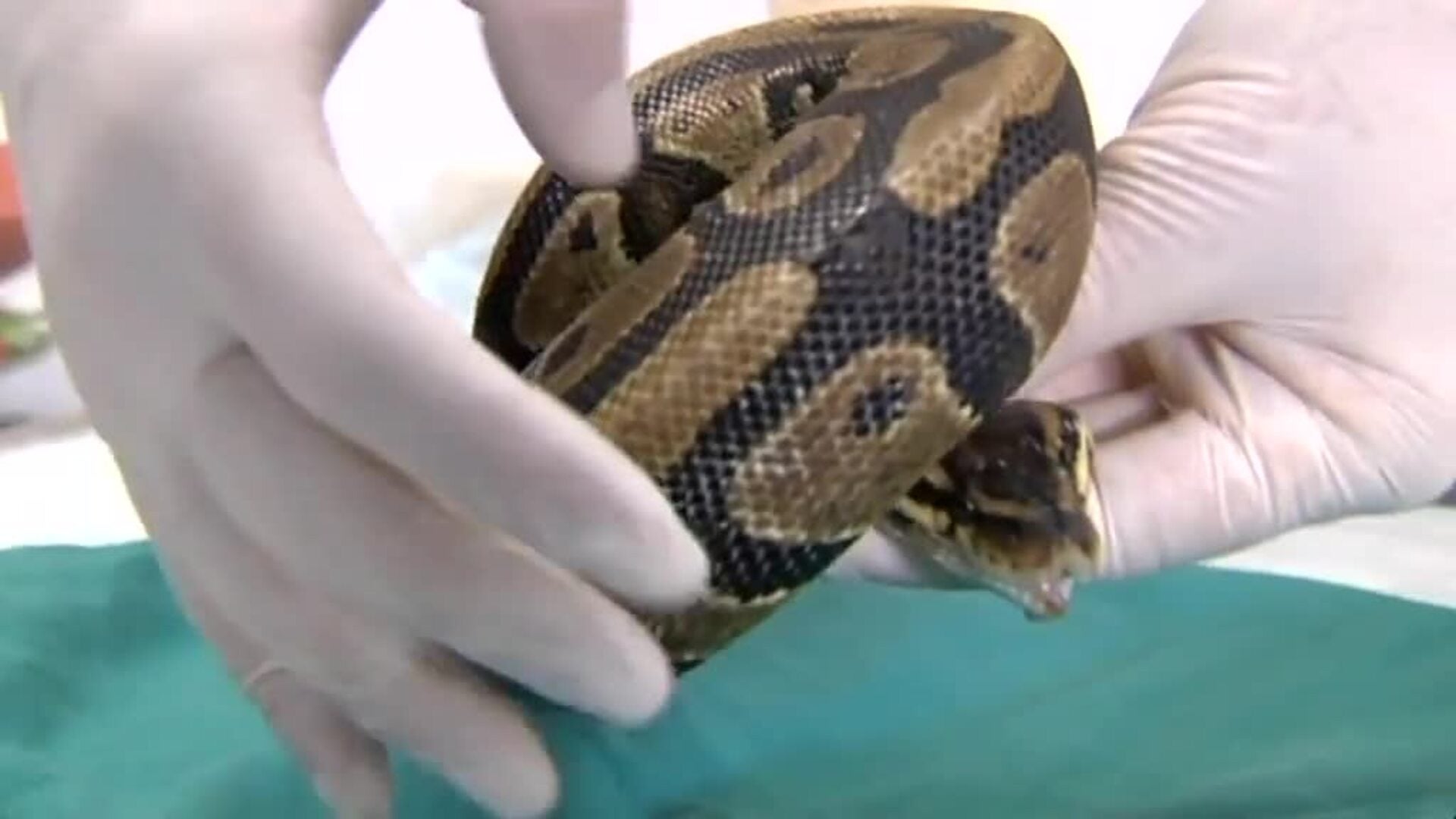 Para tener en casa una serpiente hay que tener documentos en regla y el espacio adecuado a su tamaño y peligrosidad