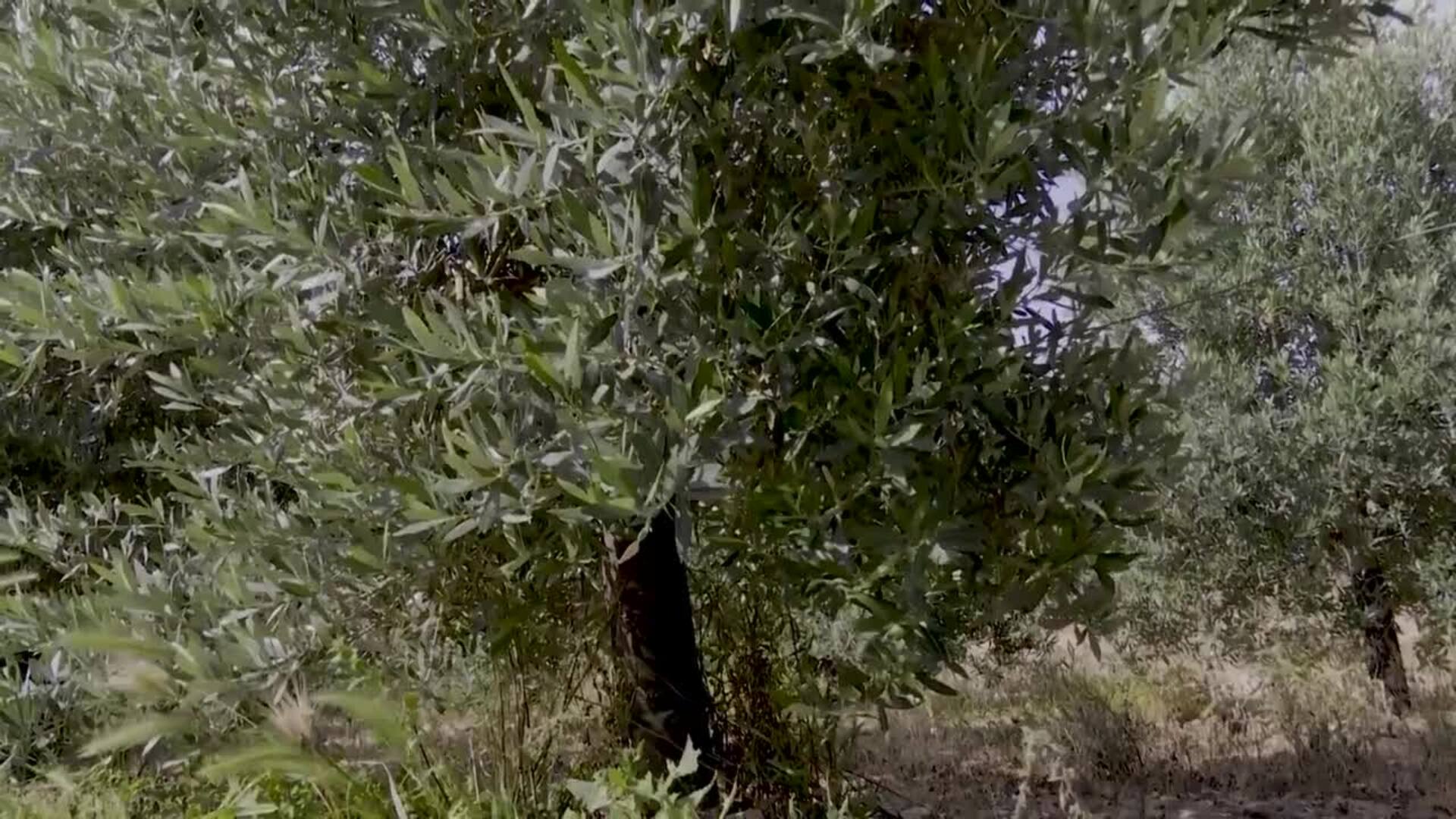 Se presenta en Navarra el proyecto Dionisio para fomentar la biodiversidad en explotaciones agrarias