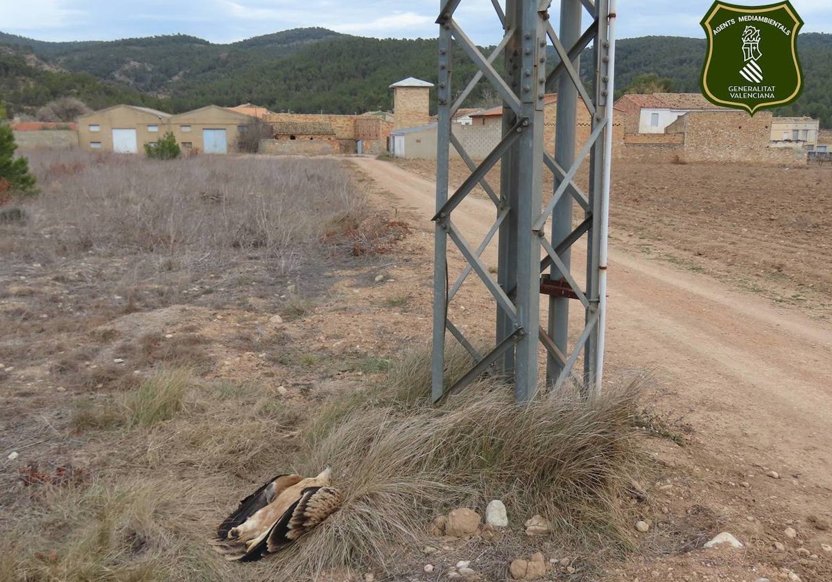 El cuerpo del águila imperial muerta por electrocución en Requena.