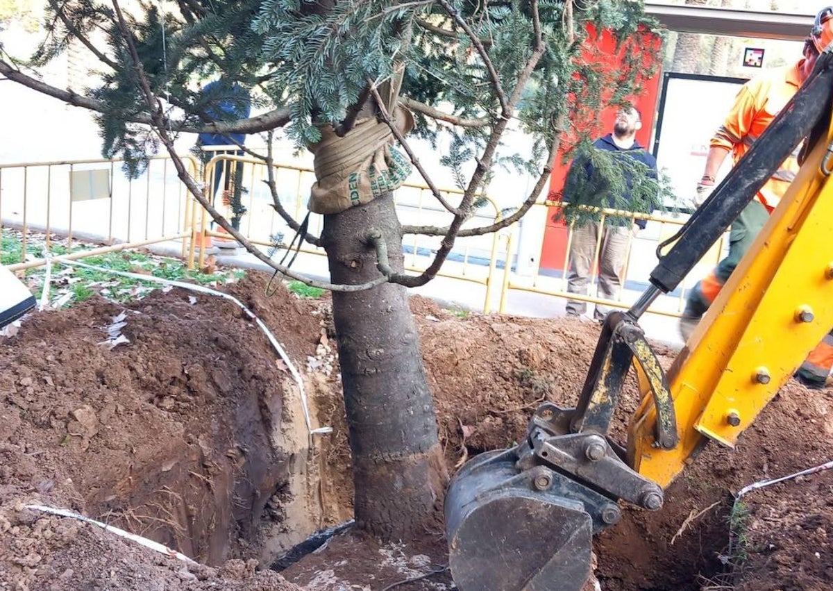 Imagen secundaria 1 - Operativo del traslado del abeto y preparación del terreno donde se trasplantará el árbol. 