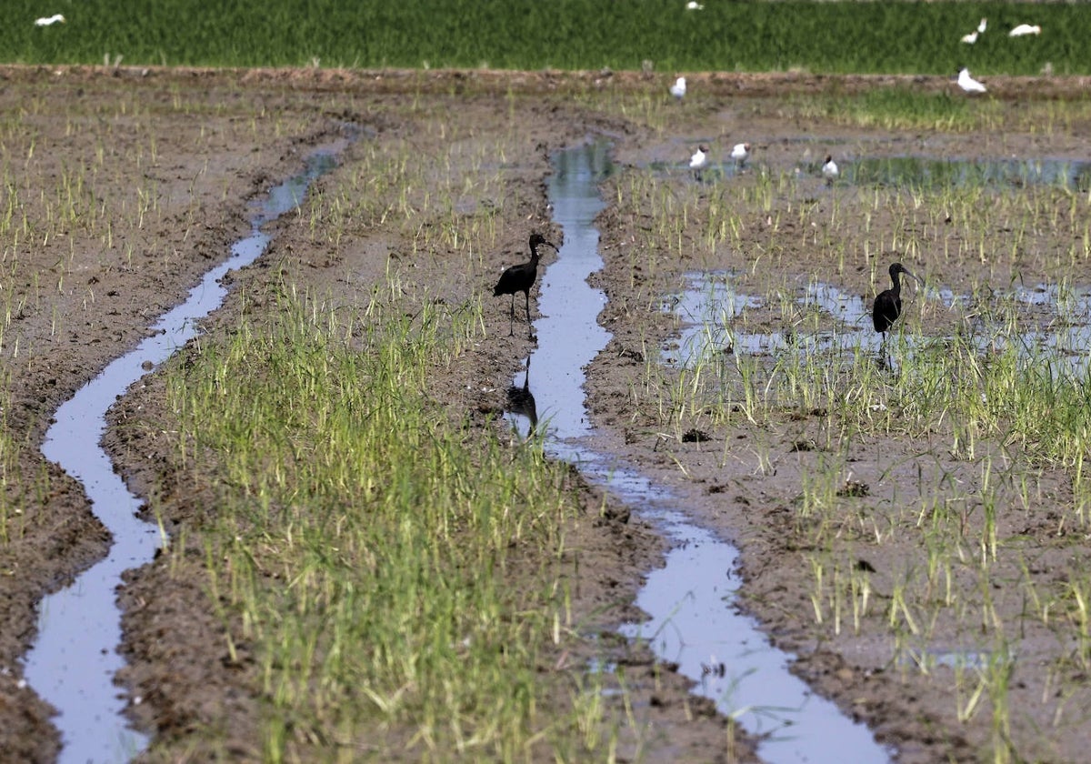 Campos en la Albufera de Valencia.