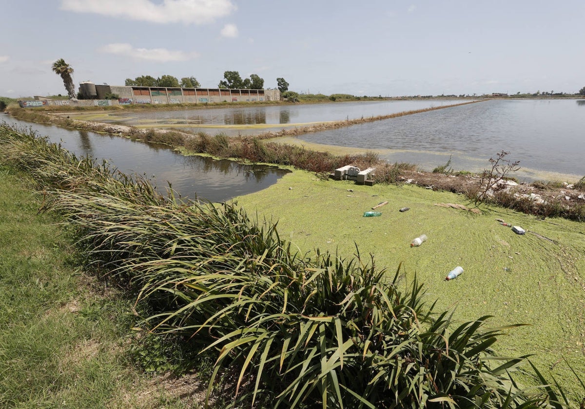 Una acequia de la Albufera cubierta de basura.