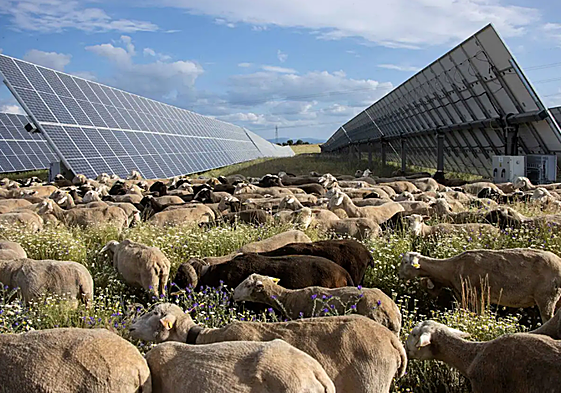Ovejas pastando en un parque solar de Statkraft en Extremadura.