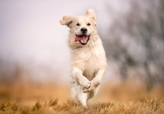 Las palabras que los perros entienden perfectamente, según la ciencia