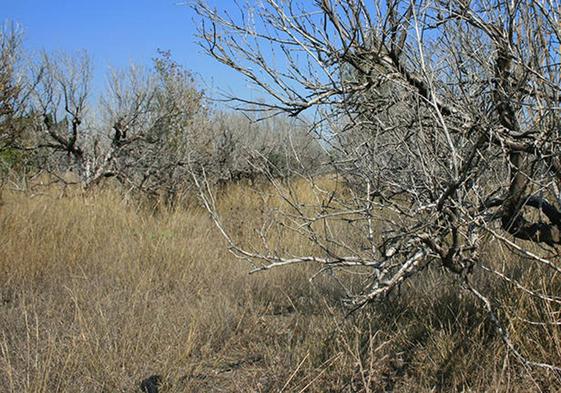 Uno de los campos abandonados.