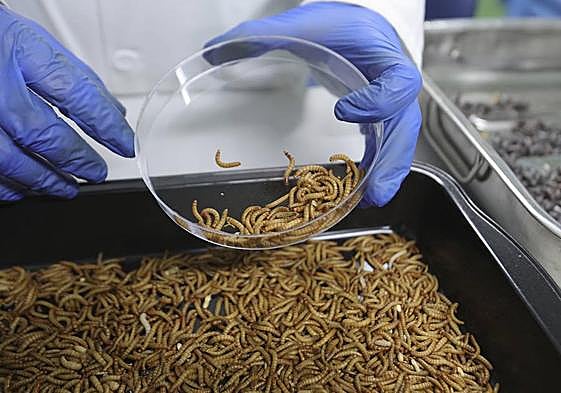 Investigación con animales en una imagen de archivo.