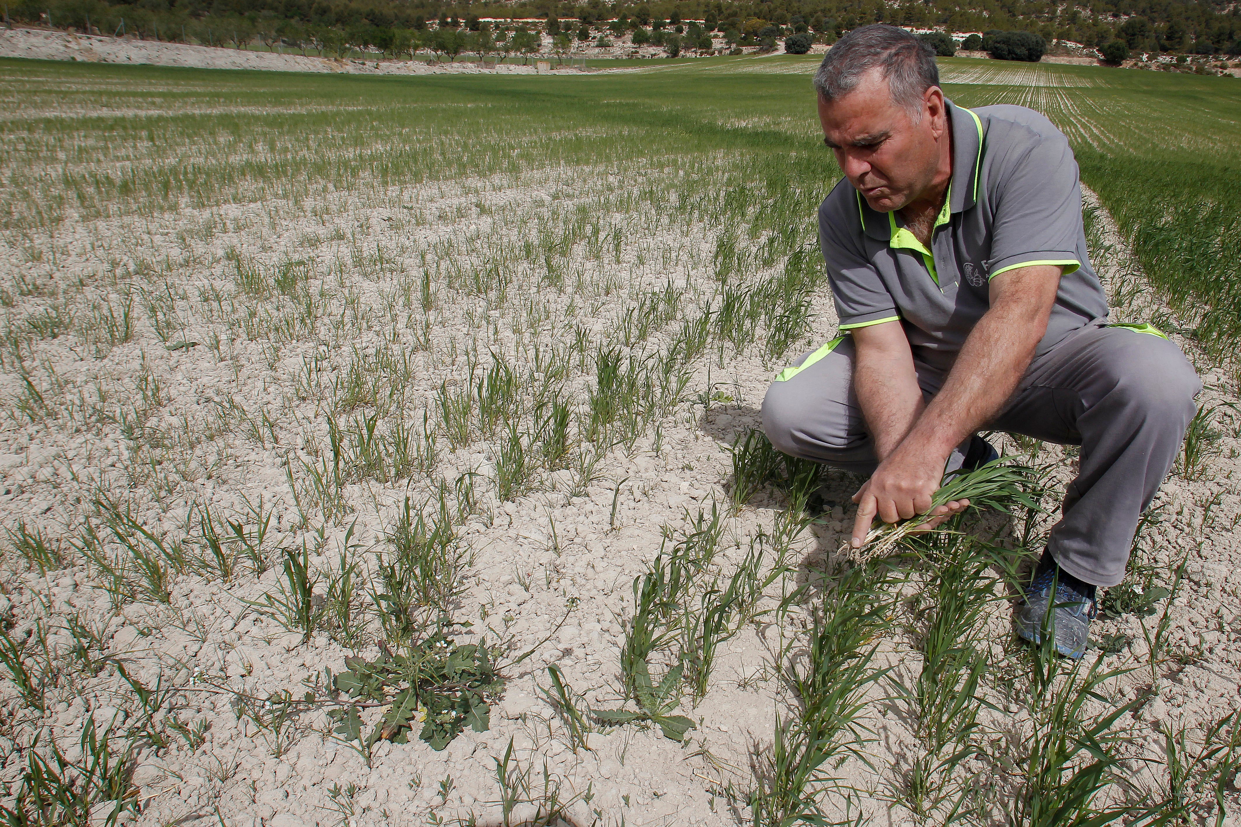 Un agricultor contempla un cultivo totalmente seco en un campo de Alicante.