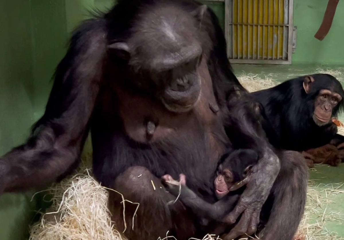 Nace en el Bioparc un chimpancé de una subespecie en peligro de extinción