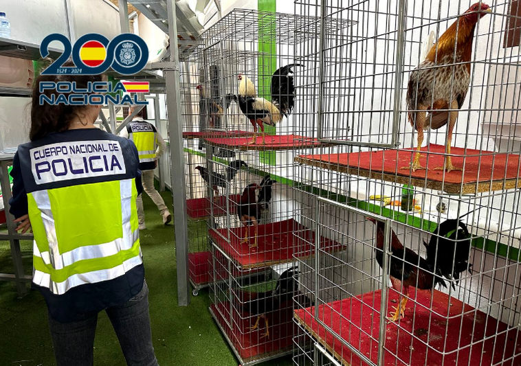 Un agente supervisa las instalaciones donde estaban enjaulados los gallos que participan en las peleas clandestinas.