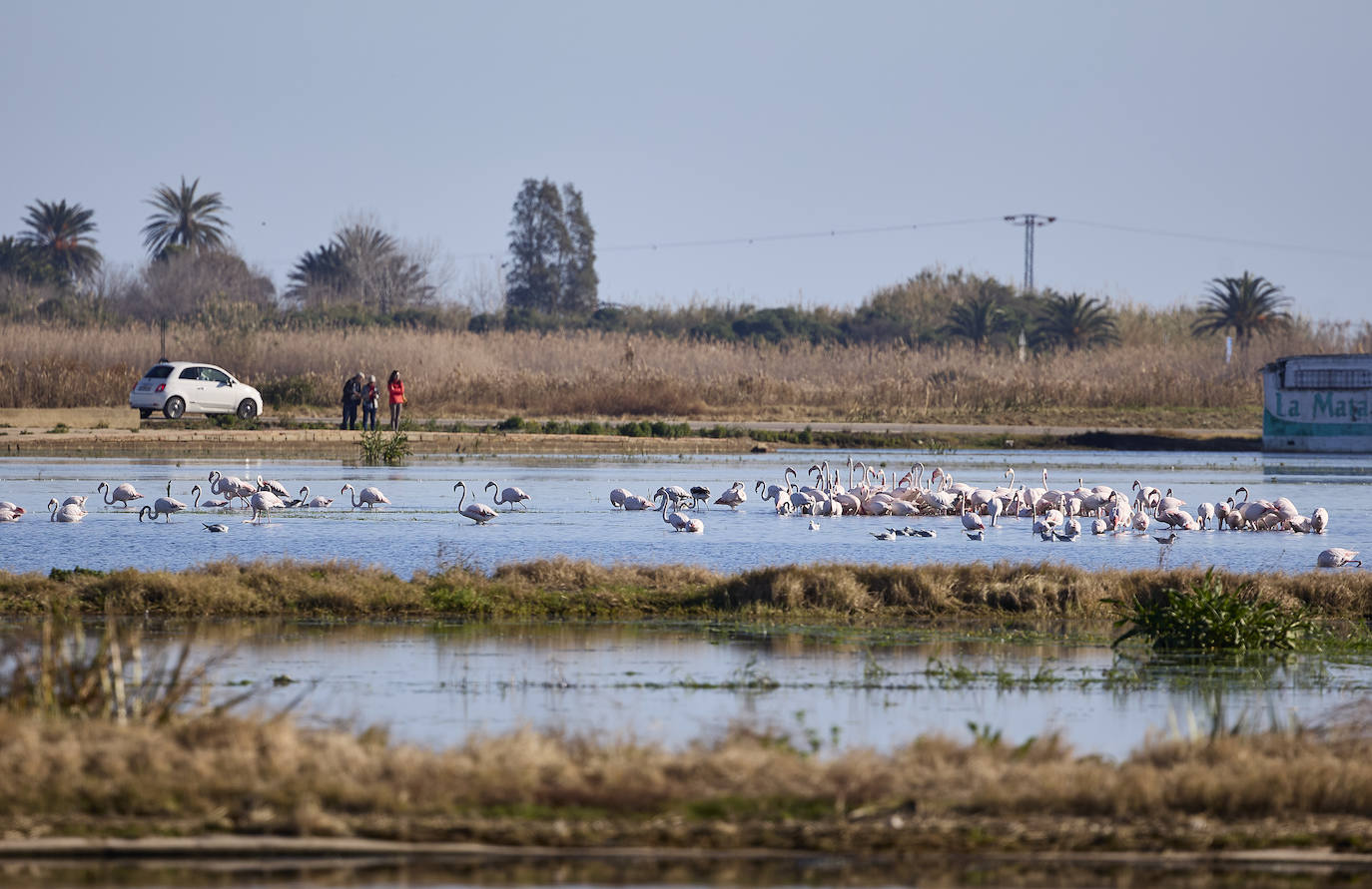 Los flamencos vuelven a la Albufera