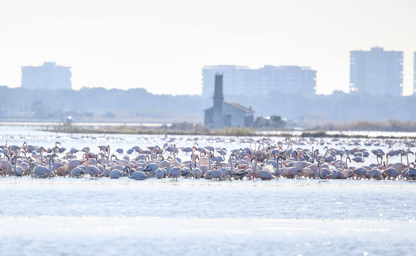 Los flamencos vuelven a la Albufera