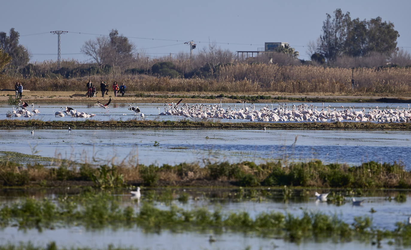 Los flamencos vuelven a la Albufera