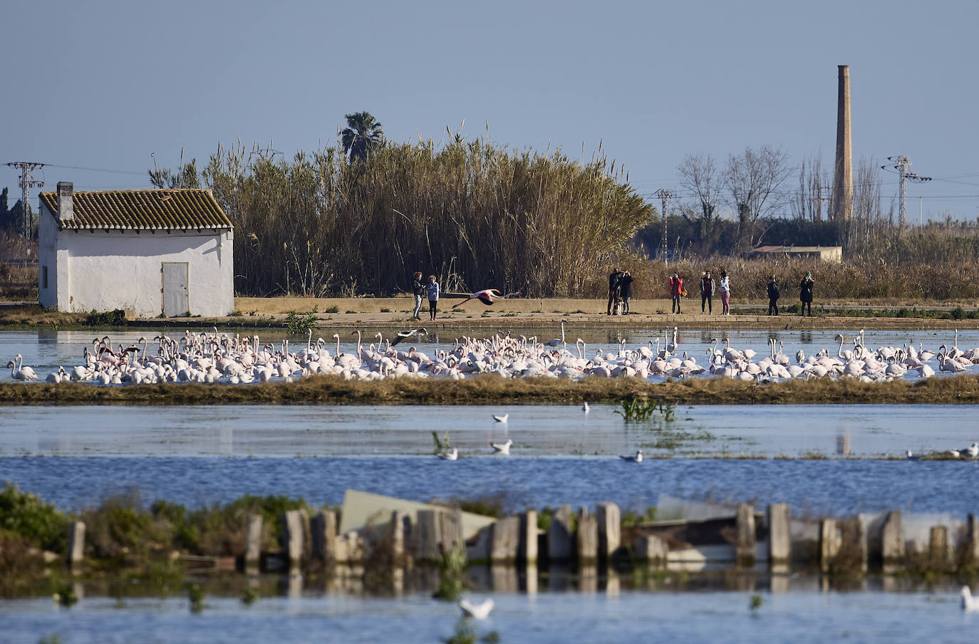 Los flamencos vuelven a la Albufera