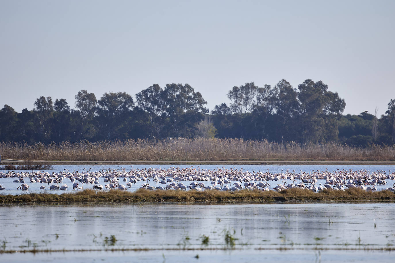 Los flamencos vuelven a la Albufera