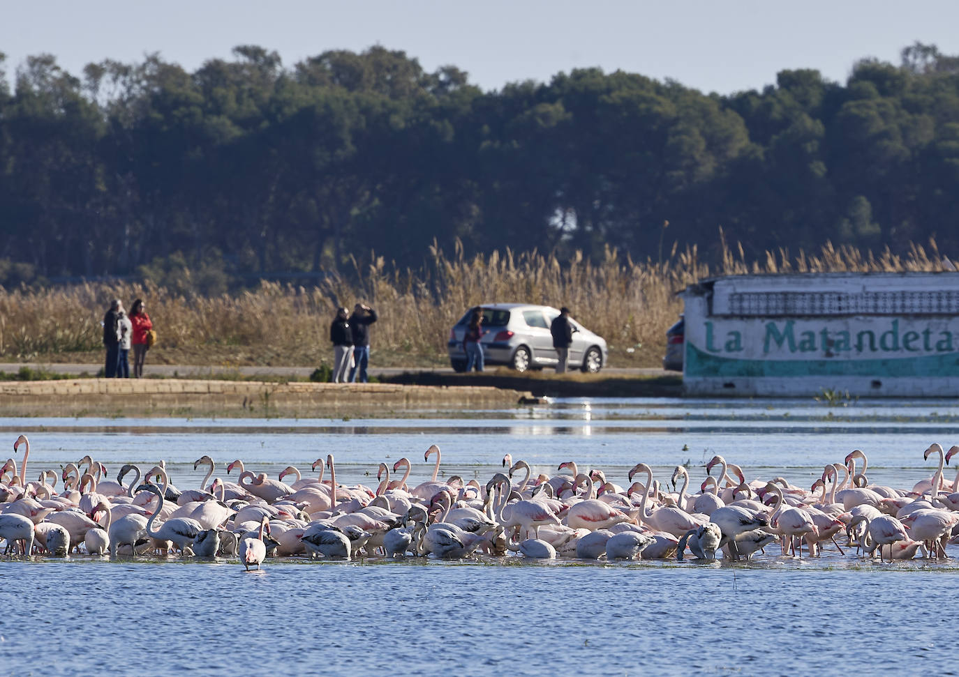 Los flamencos vuelven a la Albufera